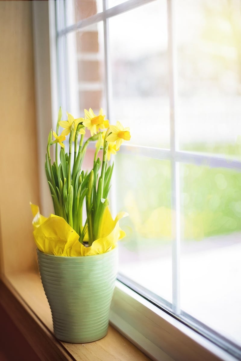 Windowsill Gardens