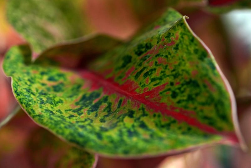Healthy Plants